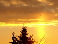 04376cl-a - Sunrise, Kingston - Rotherglen  Peter Rhebergen - Each New Day a Miracle